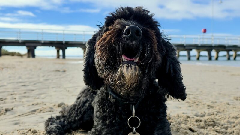 A dog smiling at the camera on a beach with a shell on its paws