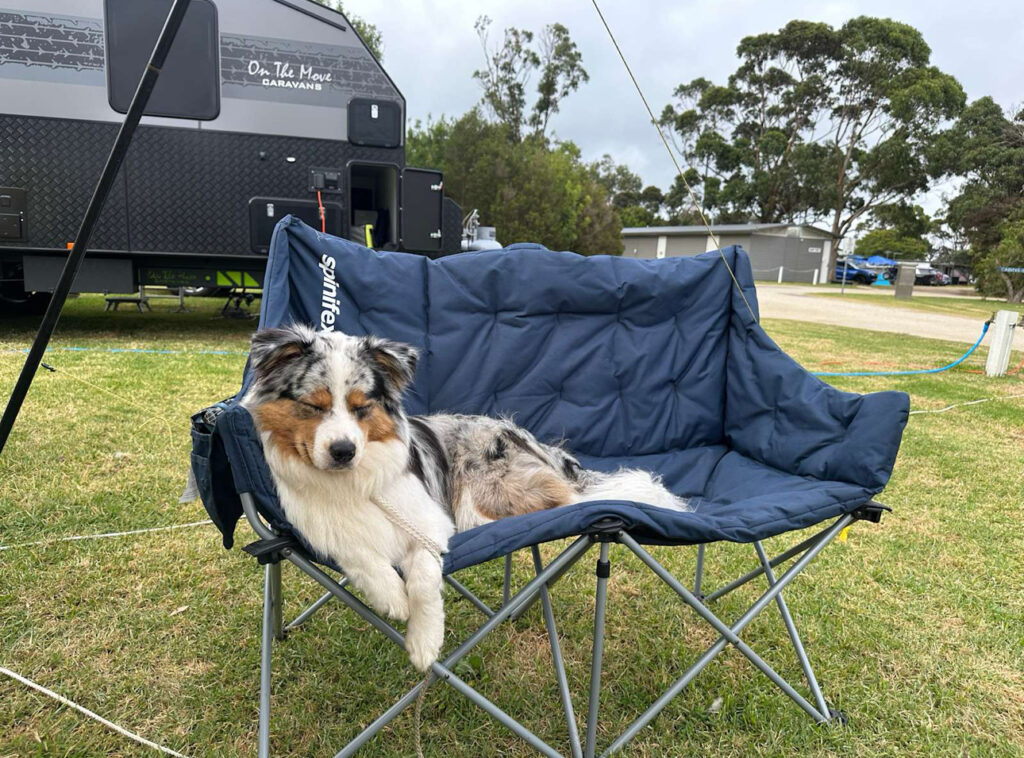 A Dog sleeping on a camp chair at a campsite