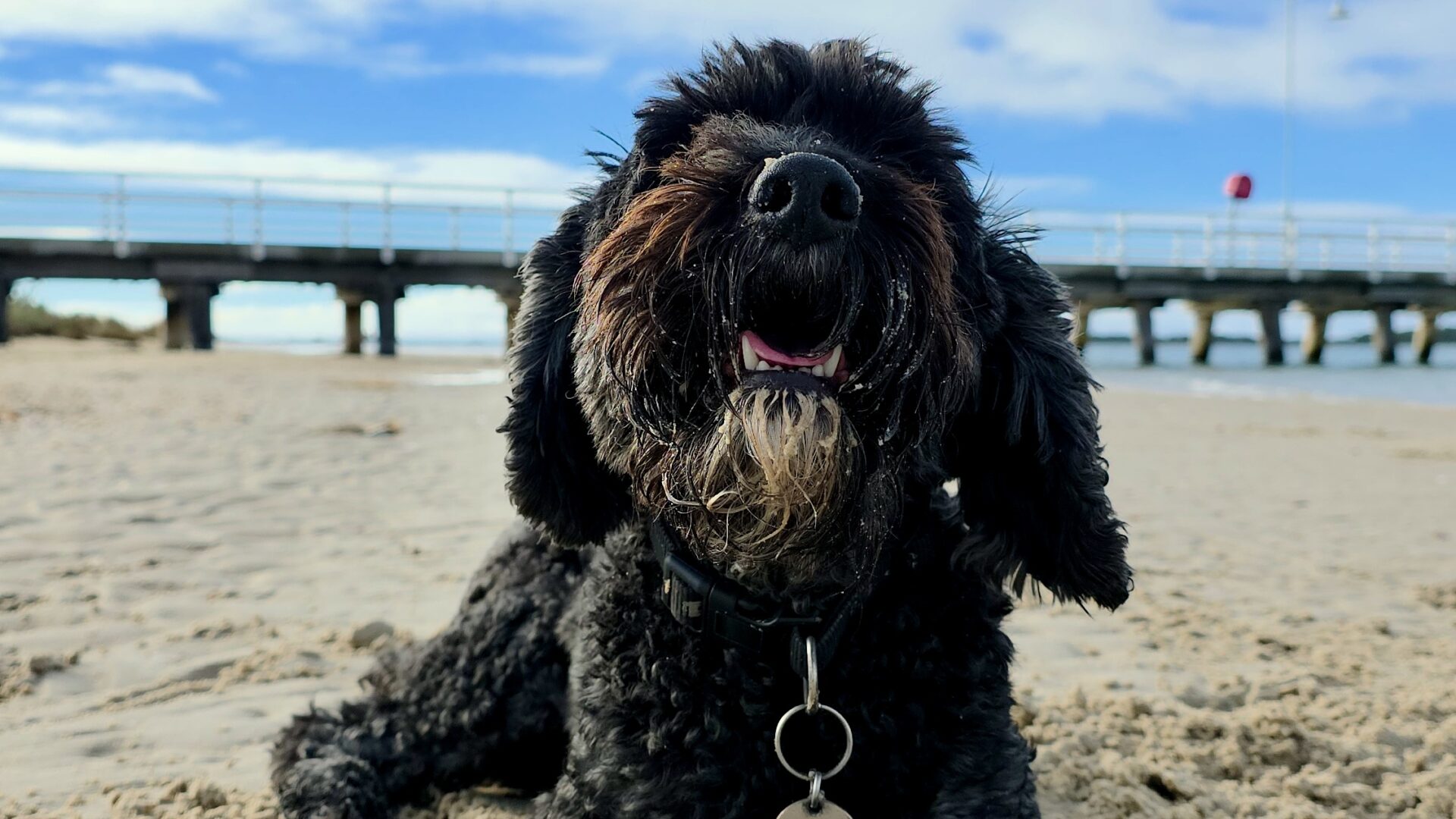 Dog with sea shell at The Port Welshpool Long Jetty