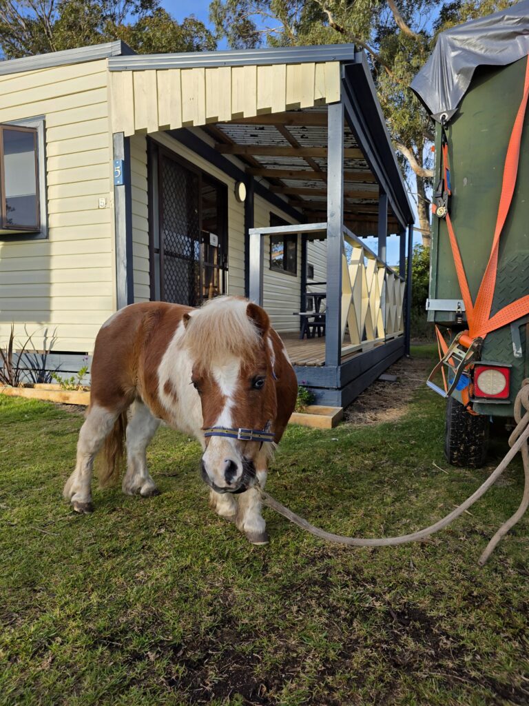 Image of a miniature pony out front of a cabin