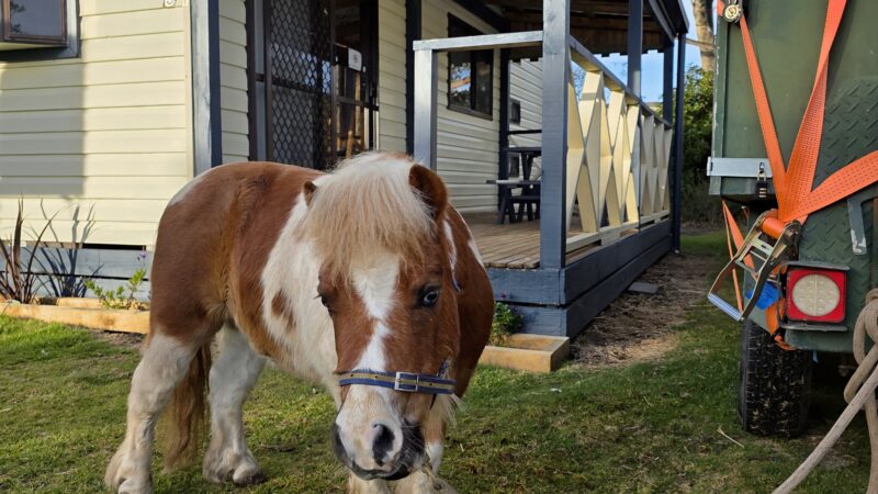 Image of a miniature pony out front of a cabin