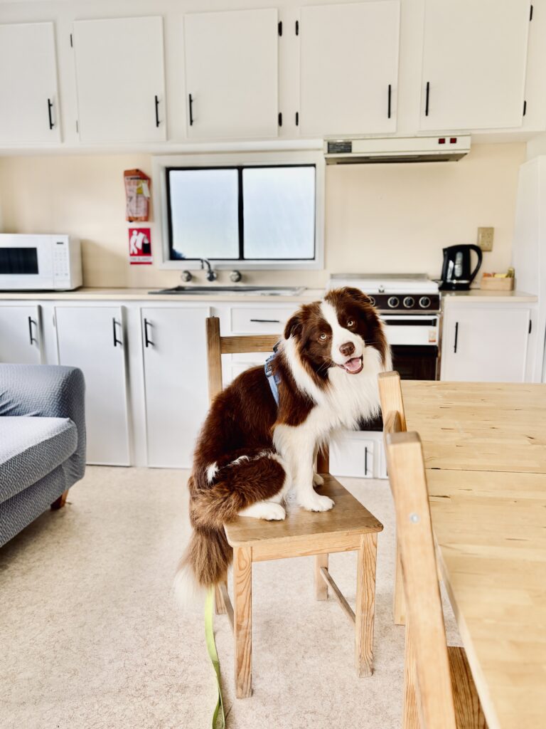 A dog sitting on a dining chair inside a pet-friendly cabin at BIG4 Long Jetty Caravan Park